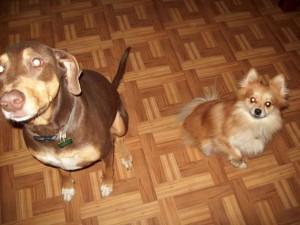 small dog by big dog