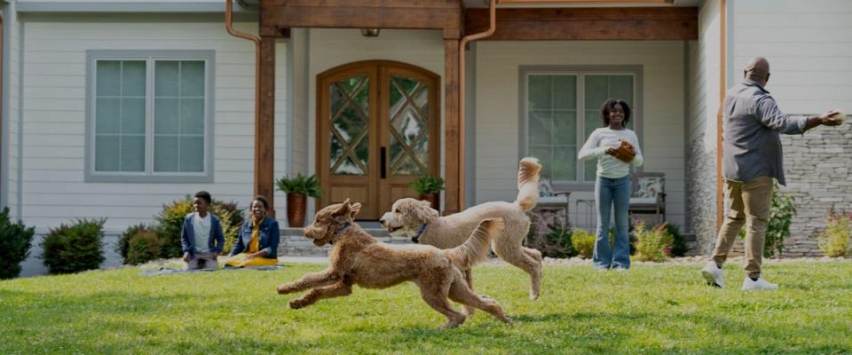 two Goldendoodles play in their invisible fence yard with family