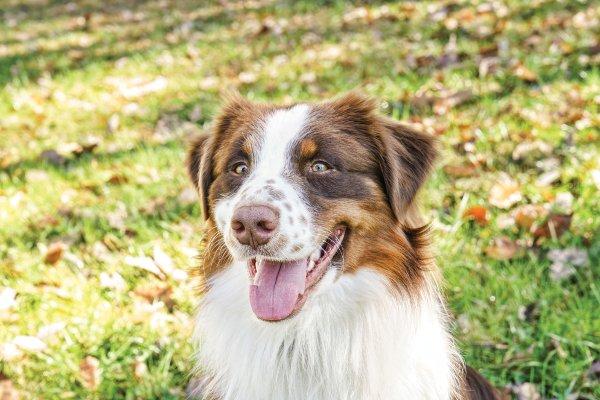 fall dog