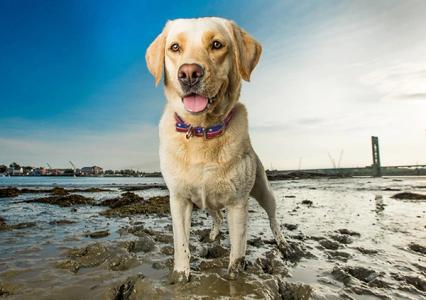 5 Tips for Keeping Your Dog Safe Around the 4th of July