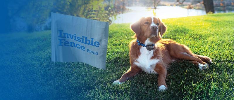 Dog wearing Invisible Fence Brand Boundary Plus collar relaxing safely on yard.