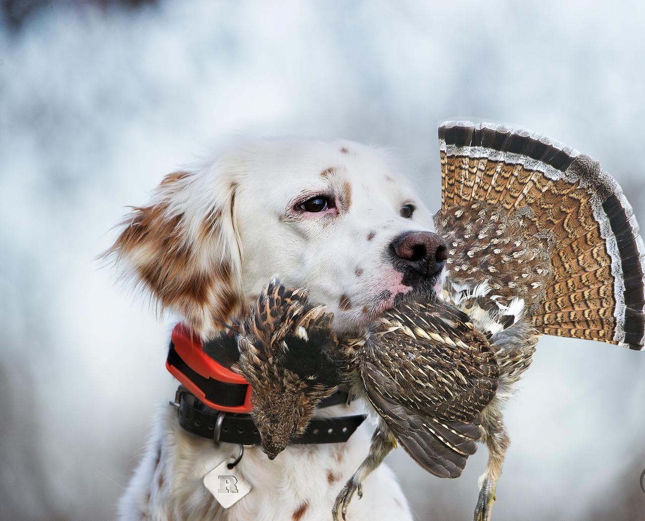 Setter wearing e-collar with ruffed grouse in mouth