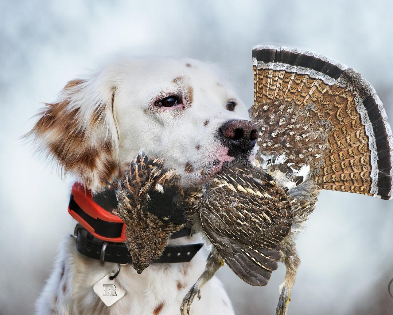 Setter with orange e-collar on with grouse in mouth.