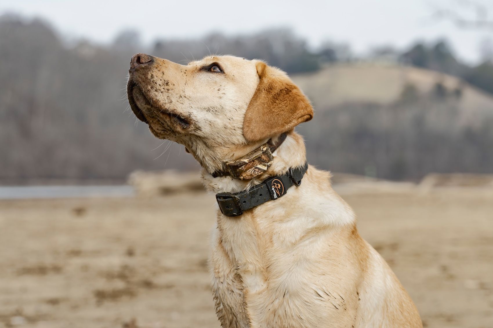 Dog being trained with SportDOG tools
