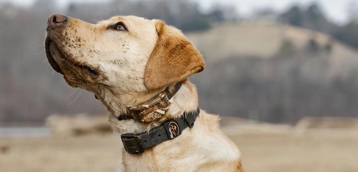 Dog being trained with SportDOG tools