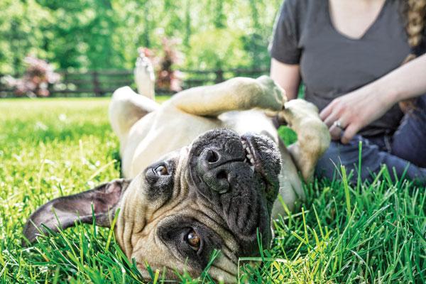 Doing Flea Patrol in Your Home