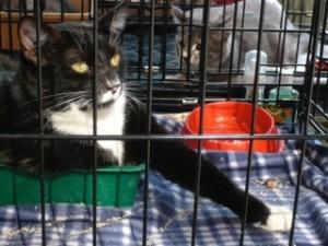kitten in kennel