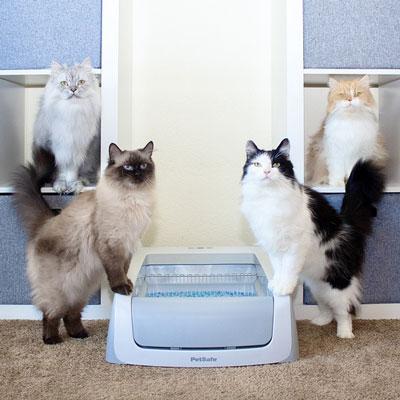 cats and litter box