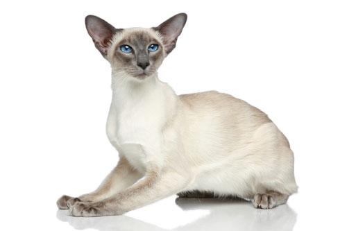 Siamese cat
