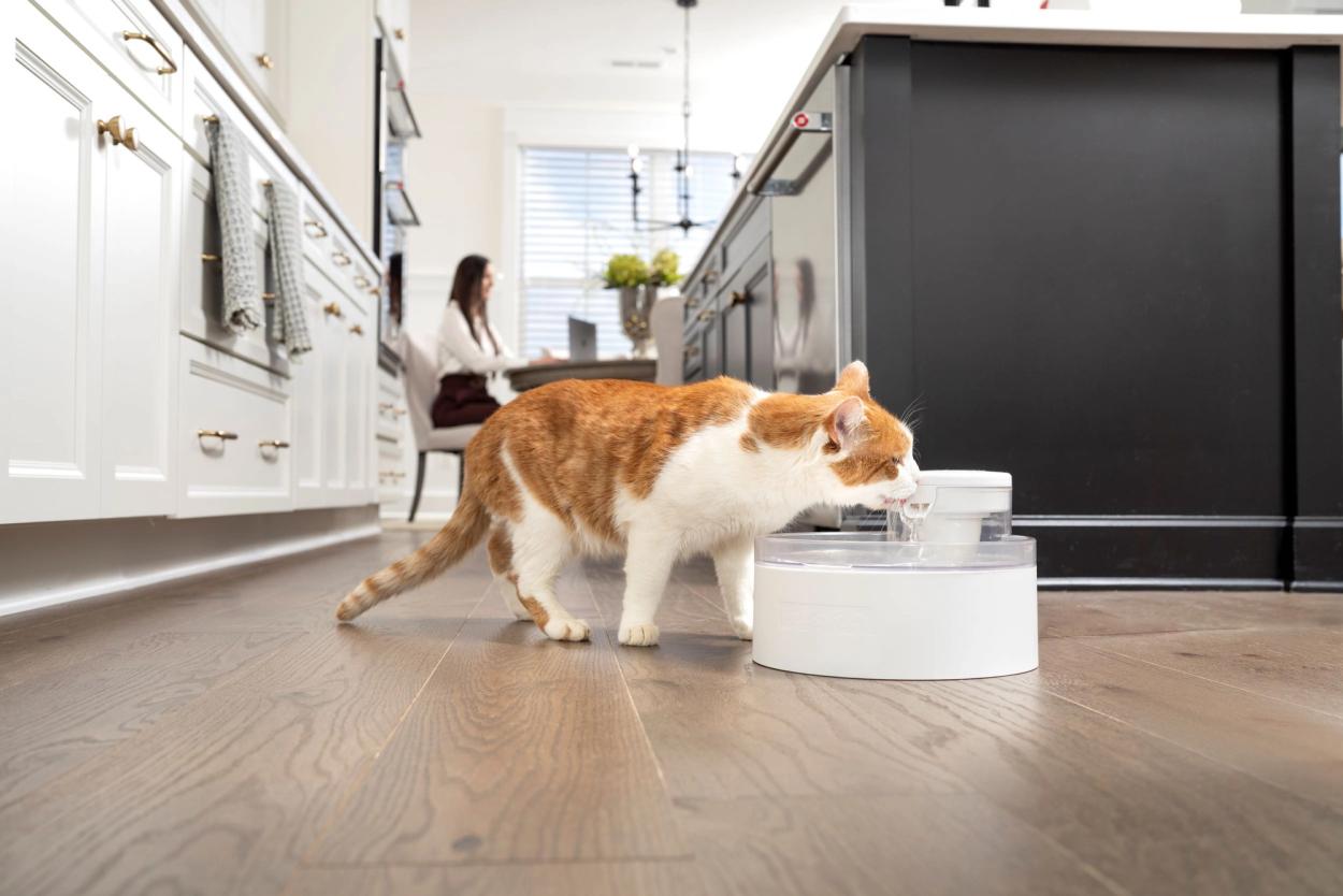 Cat Water Fountain