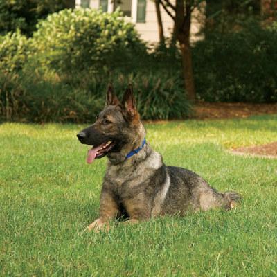 stolen pet prevention