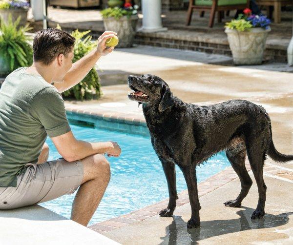 Being a Good Dog Dad