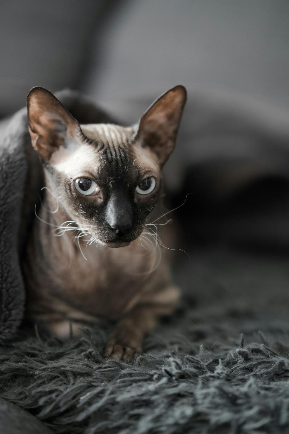 Sphynx cat