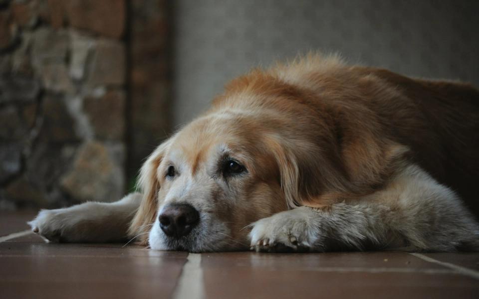 Senior Dog laying on the floor