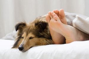 How to Keep Your Dog Comfortable in Hotels