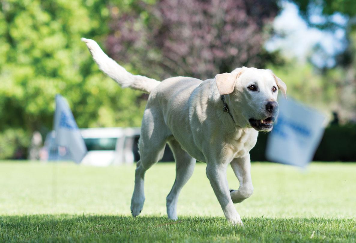 Dog running outside with flags marking invisible fence boundary