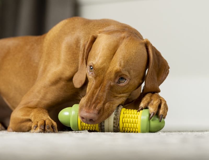 dog chew toy