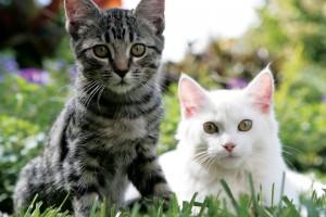 kittens in grass