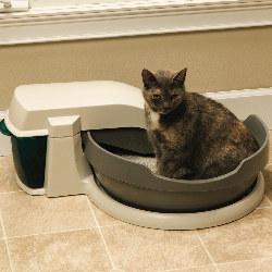 urinary tract infections pets