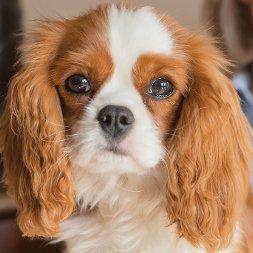 Pet Therapy. Pets Helping People Suffering from Depression. 