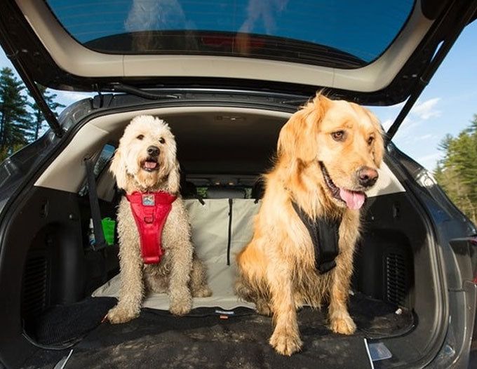 How to Fit a Dog Harness