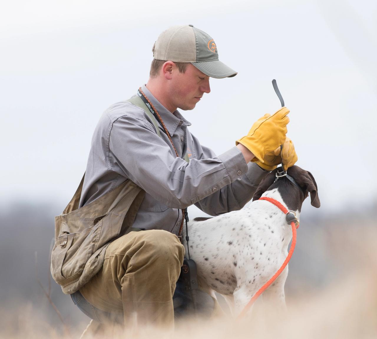 man putting e-collar on German shorthaired pointer