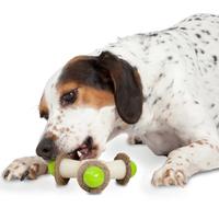 dog playing with toy