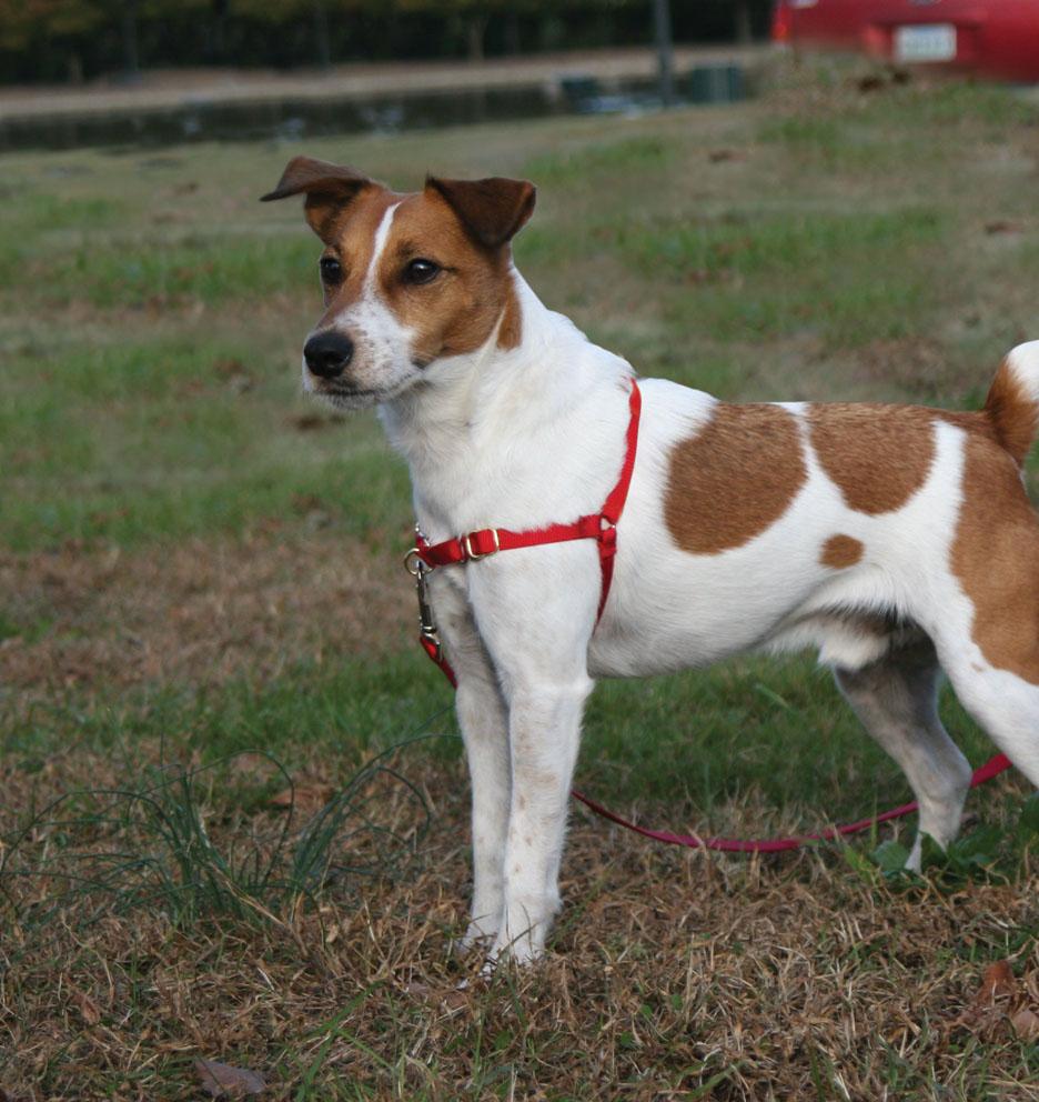 Dog in harness