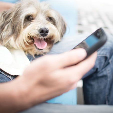 Person holding phone with dog in background