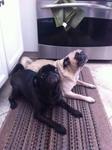 two pugs