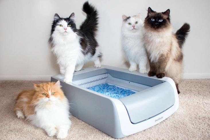 four cats with litter box