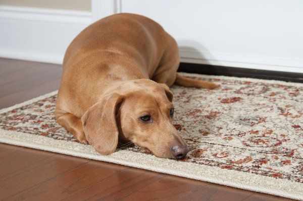 All in the family: Canine Aggression to Family Members