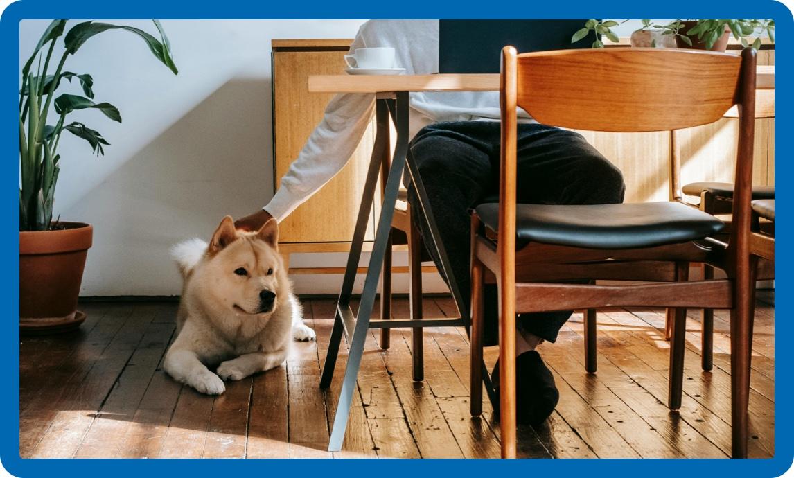 owner petting dog while working on laptop at desk