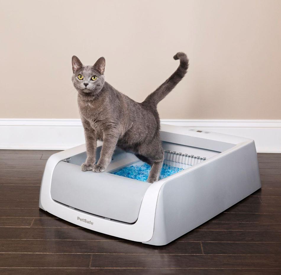 cat in litter box