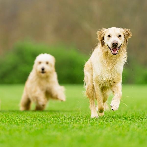 three dogs running and playing