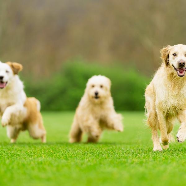 three dogs running and playing
