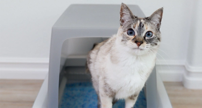 Cat sitting in a litter box