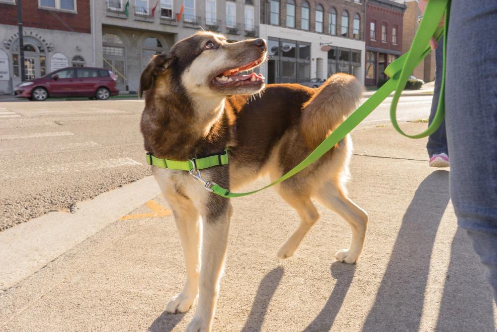 Dog on leash
