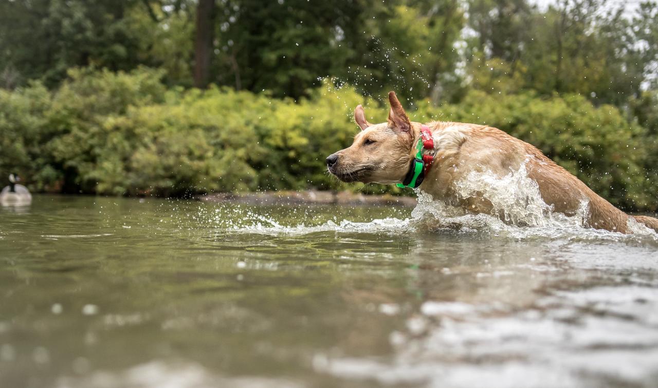 Yellow lab crashing through water with e-collar on.