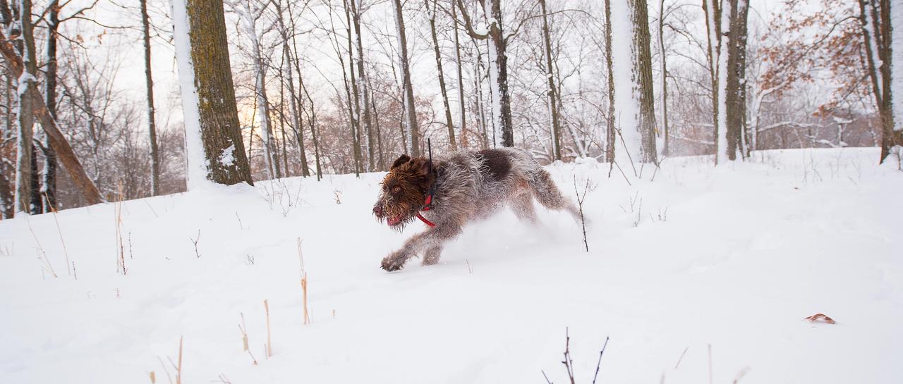 Proper Foot Care for Your Dog in the Season