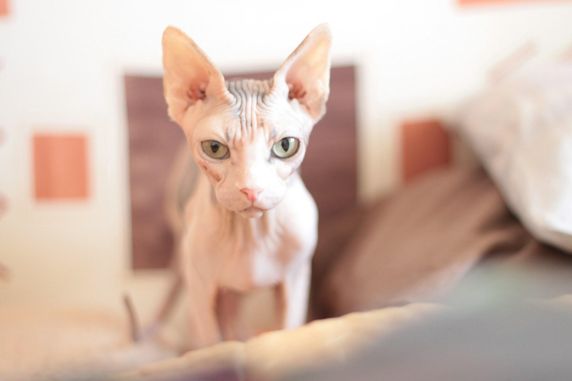 White Sphynx Cat