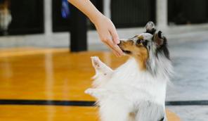 small dog on hind legs reaching up to owner's hand