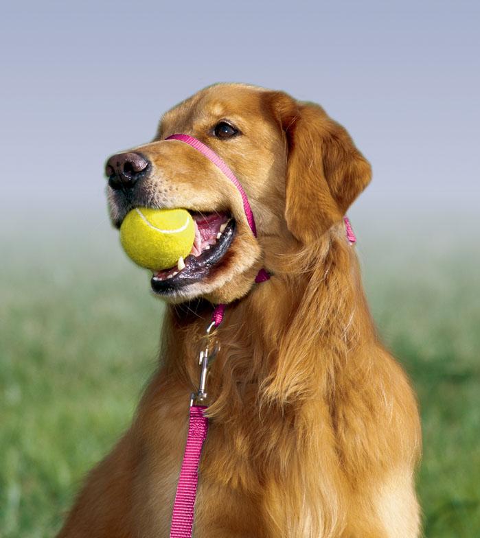 Dog with headcollar