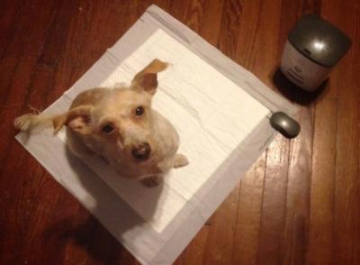 dog on potty pad