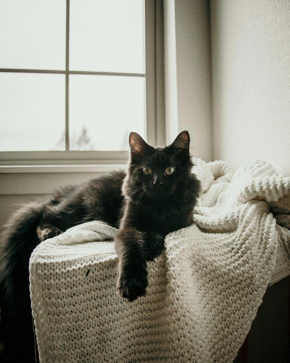 Black Cat