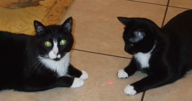 Feleuk cats playing