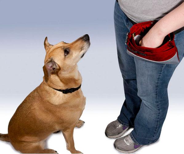 dog training