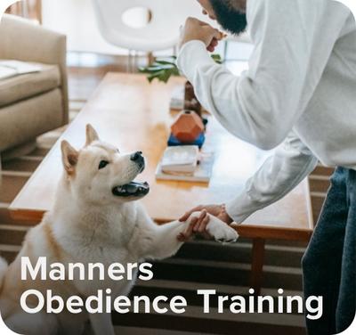 "Manners Obedience Training" with image of a dog sitting attentively during obedience training, demonstrating good manners and focus on its trainer.