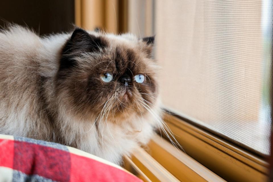 Himalayan Cat