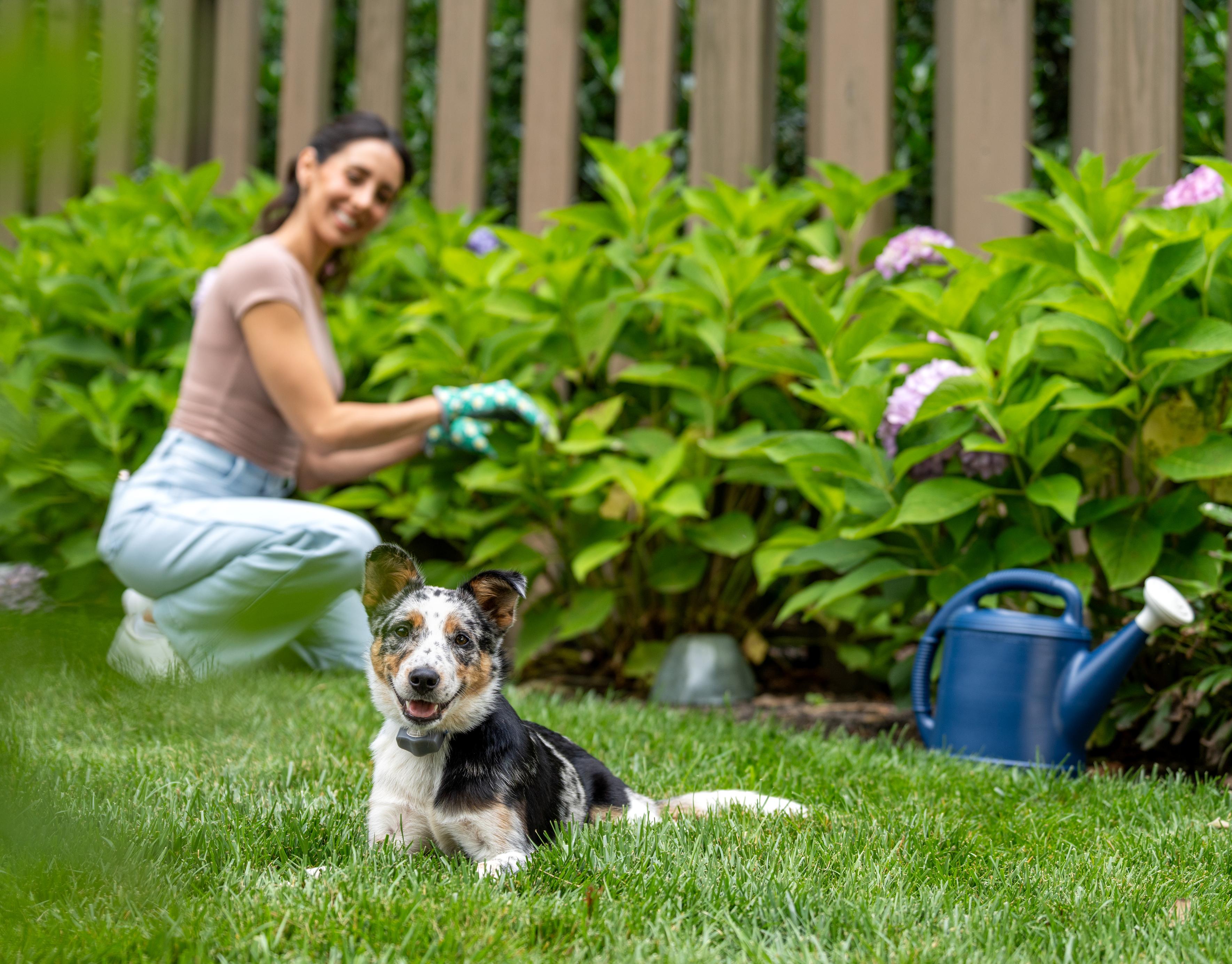 Dog using Shields avoidance unit safely remains out of flower garden.
